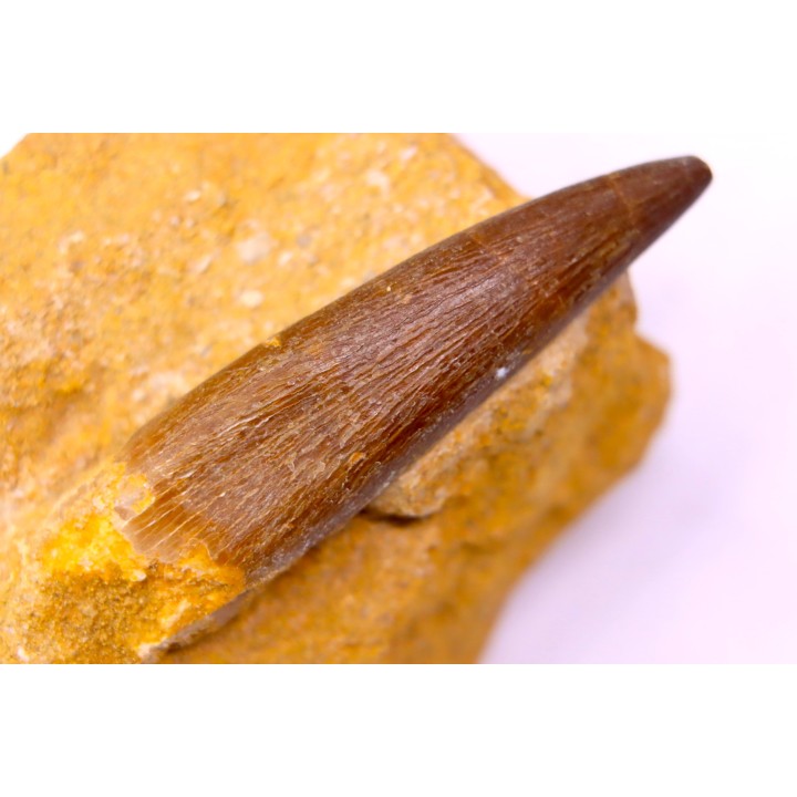 dent d'elasmosaure: zarafasaura oceanis - Maestrichtian - Oued Zem, Morocco