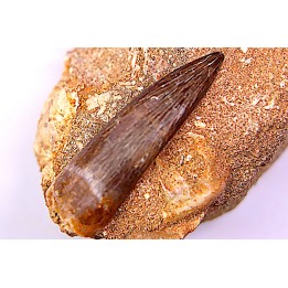 dent d'elasmosaure: zarafasaura oceanis - Maestrichtian - Oued Zem, Morocco