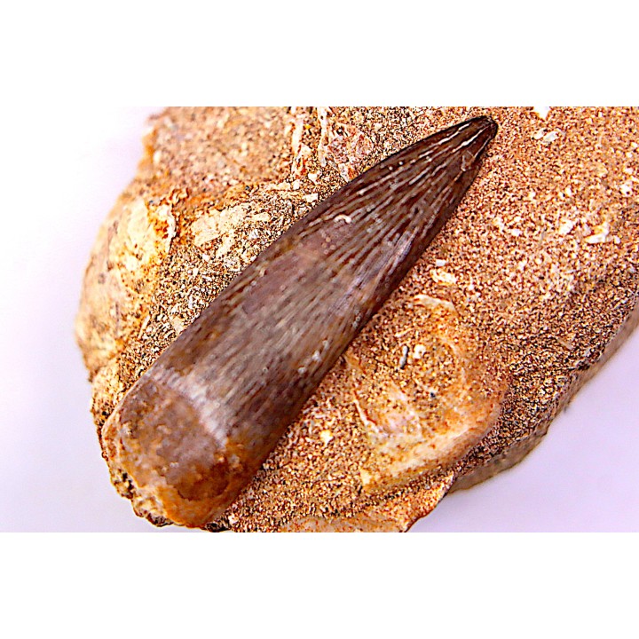 dent d'elasmosaure: zarafasaura oceanis - Maestrichtian - Oued Zem, Morocco
