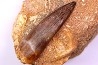 dent d'elasmosaure: zarafasaura oceanis - Maestrichtian - Oued Zem, Morocco