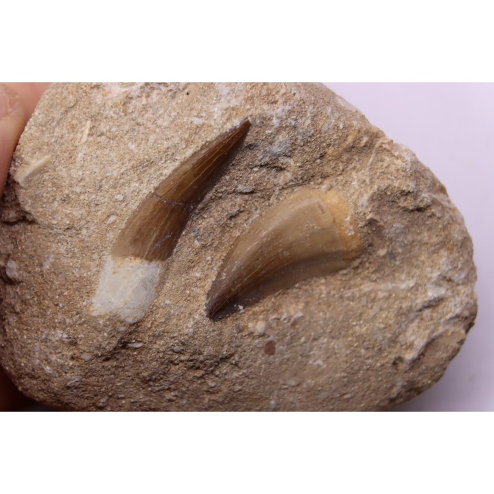 dent d'elasmosaure: zarafasaura oceanis - Maestrichtian - Oued Zem, Morocco