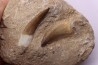 dent d'elasmosaure: zarafasaura oceanis - Maestrichtian - Oued Zem, Morocco