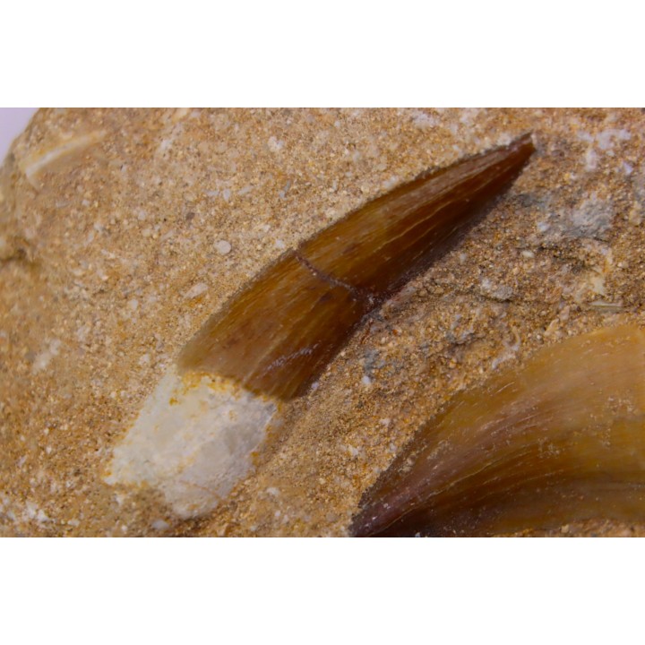 dent d'elasmosaure: zarafasaura oceanis - Maestrichtian - Oued Zem, Morocco