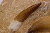 dent d'elasmosaure: zarafasaura oceanis - Maestrichtian - Oued Zem, Morocco