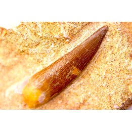 dent d'elasmosaure: zarafasaura oceanis - Maestrichtien - Oued Zem, Maroc