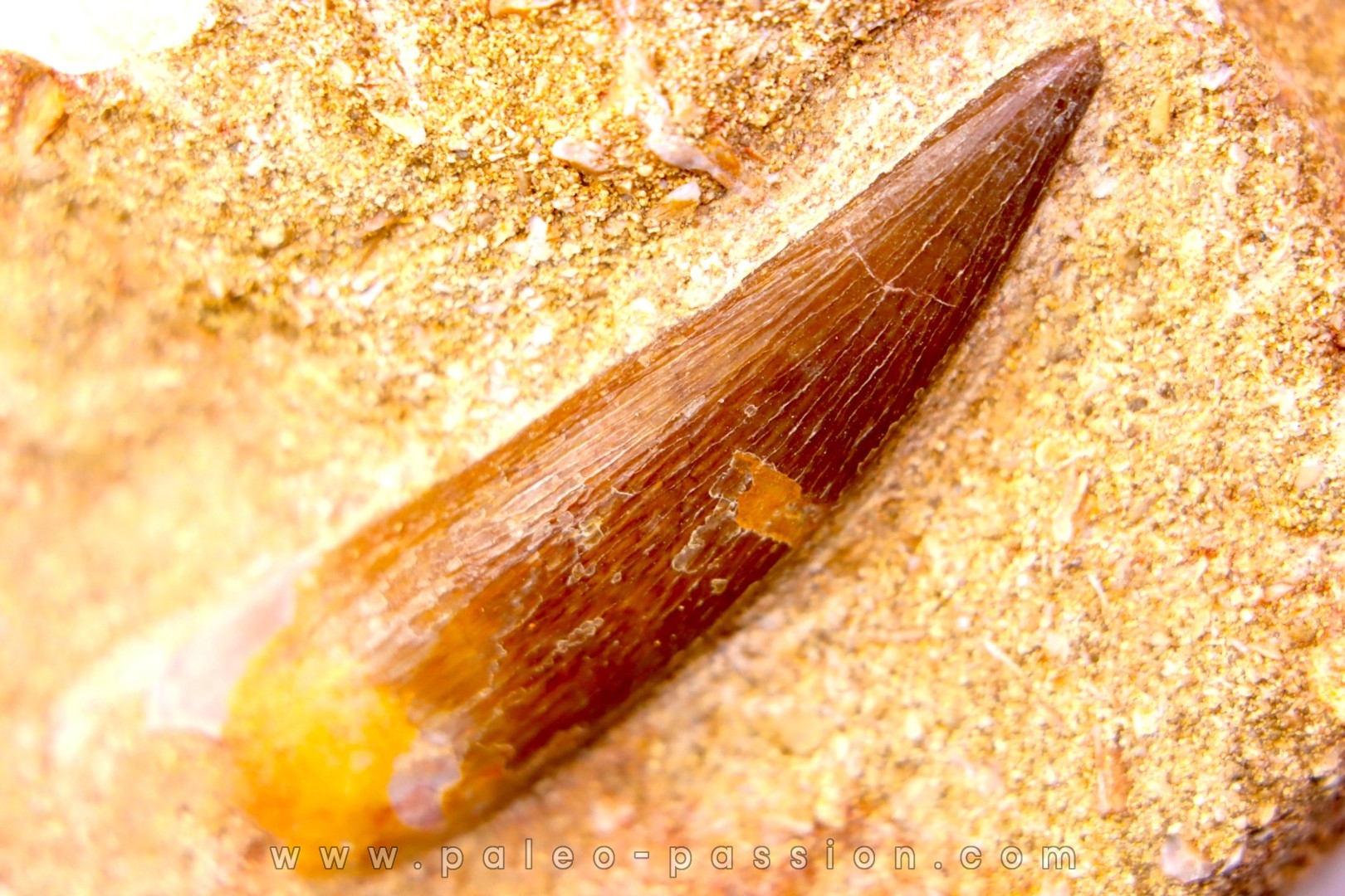dent d'elasmosaure: zarafasaura oceanis - Maestrichtian - Oued Zem, Morocco
