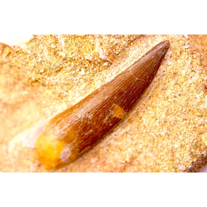 dent d'elasmosaure: zarafasaura oceanis - Maestrichtien - Oued Zem, Maroc