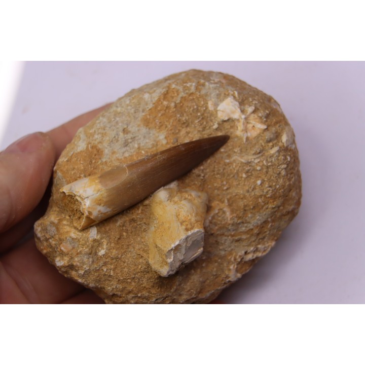 dent d'elasmosaure: zarafasaura oceanis - Maestrichtian - Oued Zem, Morocco