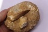 dent d'elasmosaure: zarafasaura oceanis - Maestrichtien - Oued Zem, Maroc