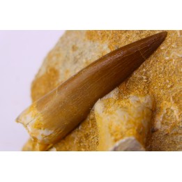 dent d'elasmosaure: zarafasaura oceanis - Maestrichtian - Oued Zem, Morocco