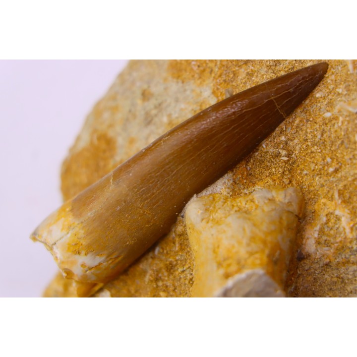 dent d'elasmosaure: zarafasaura oceanis - Maestrichtian - Oued Zem, Morocco