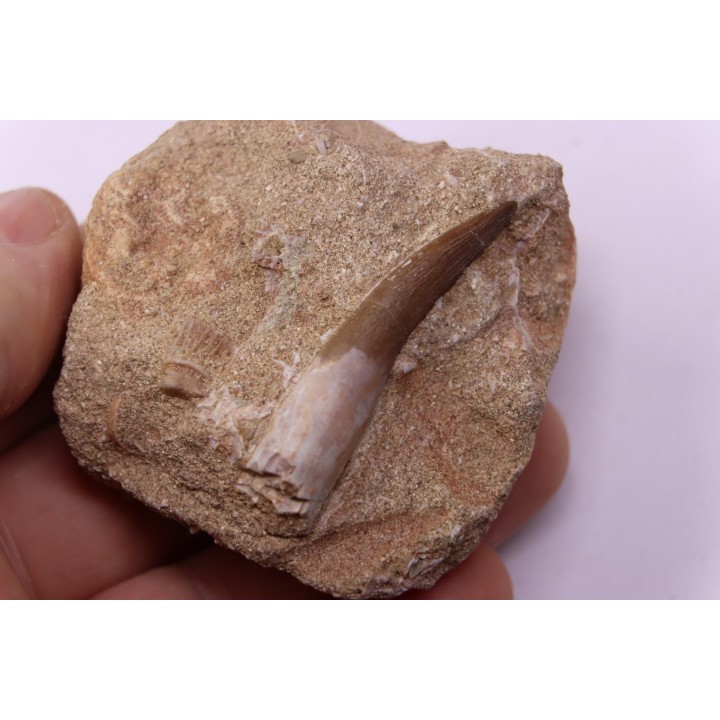 dent d'elasmosaure: zarafasaura oceanis - Maestrichtian - Oued Zem, Morocco