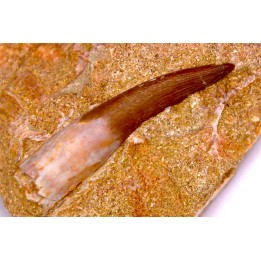 dent d'elasmosaure: zarafasaura oceanis - Maestrichtian - Oued Zem, Morocco
