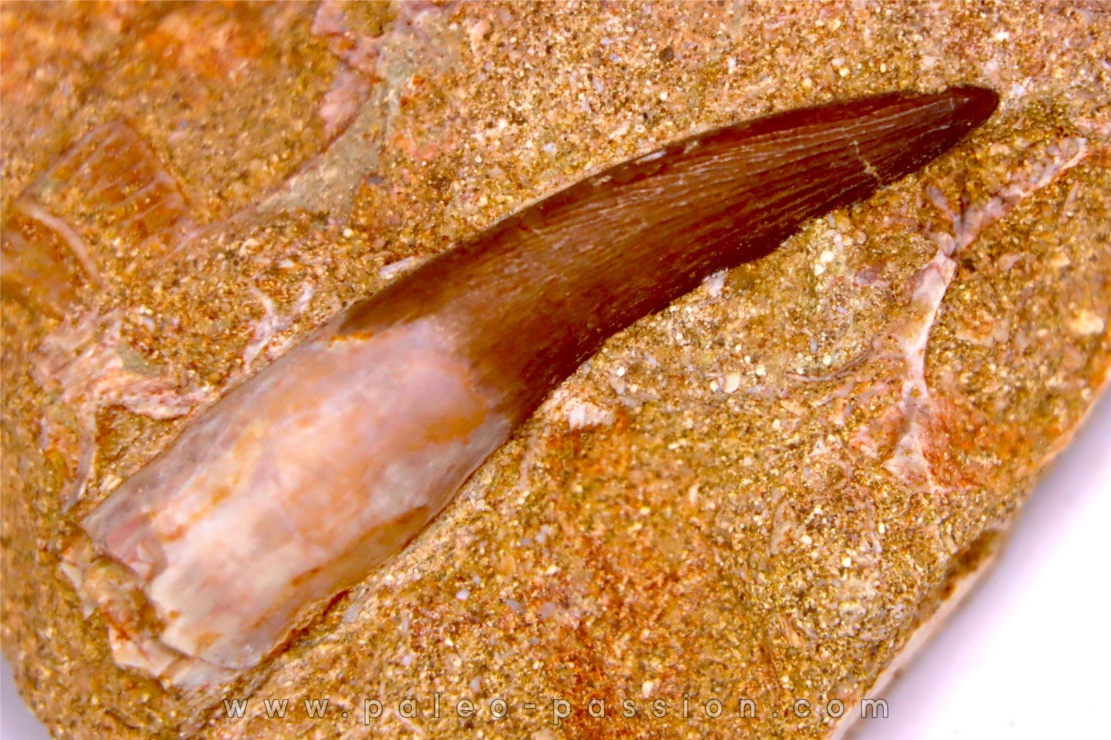 dent d'elasmosaure: zarafasaura oceanis - Maestrichtian - Oued Zem, Morocco