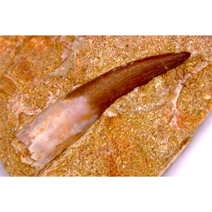 dent d'elasmosaure: zarafasaura oceanis - Maestrichtian - Oued Zem, Morocco