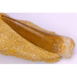 dent d'elasmosaure: zarafasaura oceanis - Maestrichtian - Oued Zem, Morocco