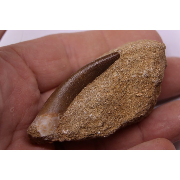 dent d'elasmosaure: zarafasaura oceanis - Maestrichtien - Oued Zem, Maroc