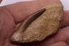 dent d'elasmosaure: zarafasaura oceanis - Maestrichtien - Oued Zem, Maroc