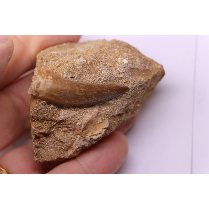 dent d'elasmosaure: zarafasaura oceanis - Maestrichtien - Oued Zem, Maroc