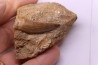 dent d'elasmosaure: zarafasaura oceanis - Maestrichtian - Oued Zem, Morocco
