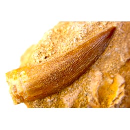 dent d'elasmosaure: zarafasaura oceanis - Maestrichtien - Oued Zem, Maroc