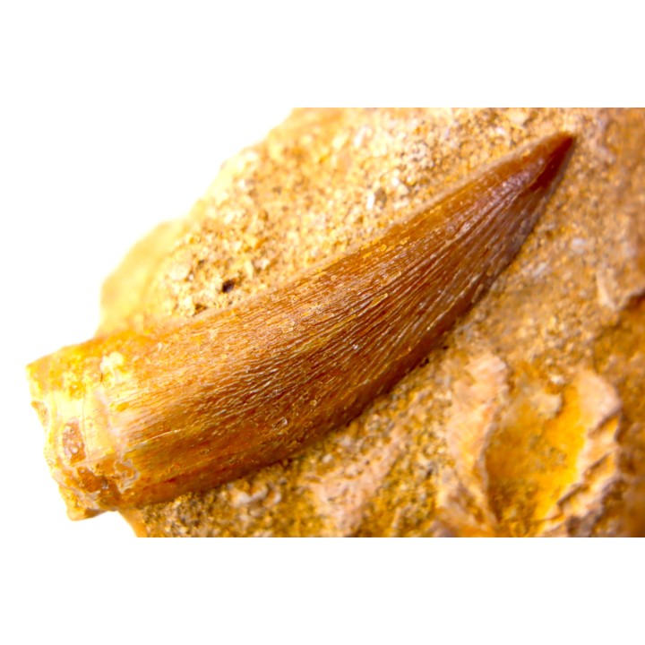 dent d'elasmosaure: zarafasaura oceanis - Maestrichtien - Oued Zem, Maroc