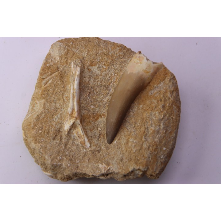 dent d'elasmosaure: zarafasaura oceanis - Maestrichtian - Oued Zem, Morocco