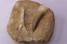 dent d'elasmosaure: zarafasaura oceanis - Maestrichtian - Oued Zem, Morocco