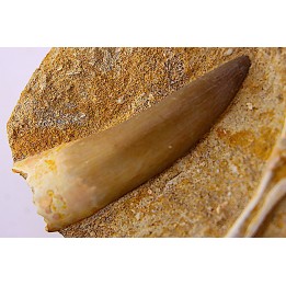 dent d'elasmosaure: zarafasaura oceanis - Maestrichtian - Oued Zem, Morocco