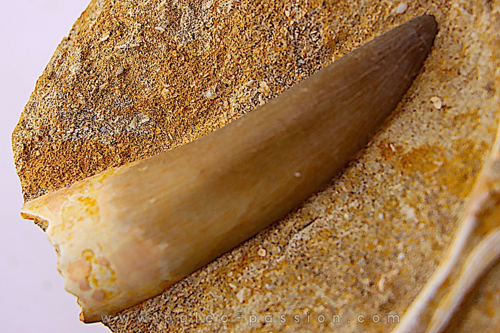 dent d'elasmosaure: zarafasaura oceanis - Maestrichtien - Oued Zem, Maroc