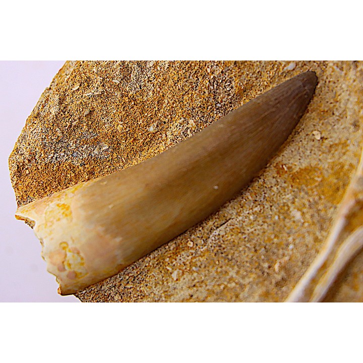 dent d'elasmosaure: zarafasaura oceanis - Maestrichtien - Oued Zem, Maroc