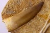 dent d'elasmosaure: zarafasaura oceanis - Maestrichtian - Oued Zem, Morocco