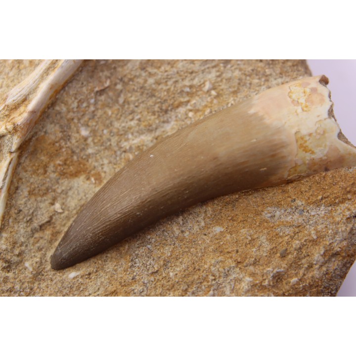 dent d'elasmosaure: zarafasaura oceanis - Maestrichtien - Oued Zem, Maroc