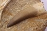 dent d'elasmosaure: zarafasaura oceanis - Maestrichtien - Oued Zem, Maroc