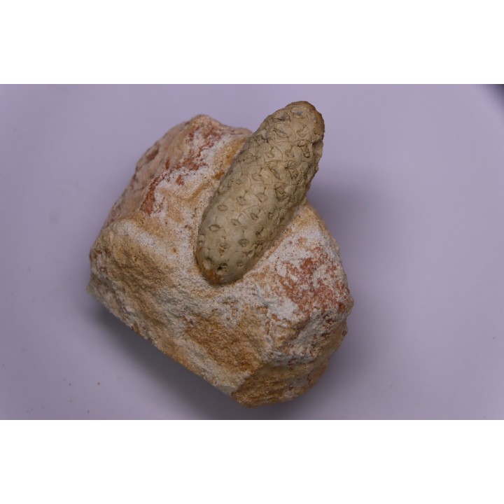 Equicalastrobus  upper Eocene  Western Sahara, rio del oro  Region of Dakhla - Morocco
