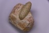 Equicalastrobus upper Eocene Western Sahara, rio del oro Region of Dakhla - Morocco