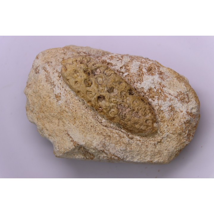 Equicalastrobus  upper Eocene  Western Sahara, rio del oro  Region of Dakhla - Morocco