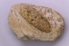 Equicalastrobus - Eocene superieur Sahara occidental, rio del oro - Région de Dakhla - Maroc
