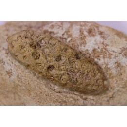 Equicalastrobus  upper Eocene  Western Sahara, rio del oro  Region of Dakhla - Morocco