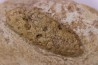 Equicalastrobus - Eocene superieur Sahara occidental, rio del oro - Région de Dakhla - Maroc