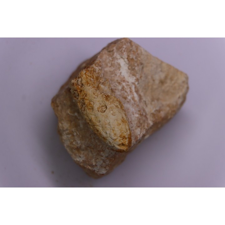 Equicalastrobus  upper Eocene  Western Sahara, rio del oro  Region of Dakhla - Morocco