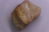 Equicalastrobus upper Eocene Western Sahara, rio del oro Region of Dakhla - Morocco