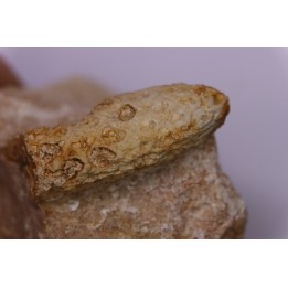 Equicalastrobus  upper Eocene  Western Sahara, rio del oro  Region of Dakhla - Morocco