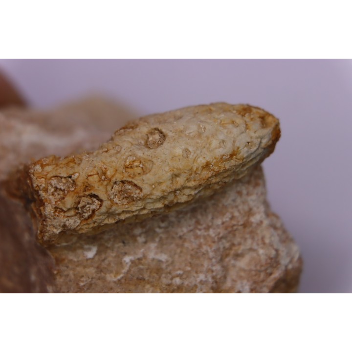 Equicalastrobus - Eocene superieur  Sahara occidental, rio del oro - Région de Dakhla - Maroc
