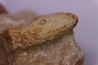 Equicalastrobus upper Eocene Western Sahara, rio del oro Region of Dakhla - Morocco