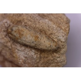 Equicalastrobus  upper Eocene  Western Sahara, rio del oro  Region of Dakhla - Morocco