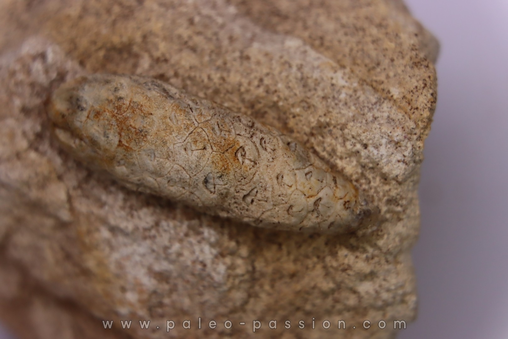 Equicalastrobus upper Eocene Western Sahara, rio del oro Region of Dakhla - Morocco