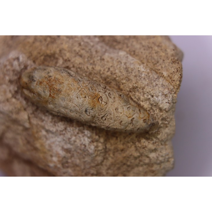Equicalastrobus - Eocene superieur  Sahara occidental, rio del oro - Région de Dakhla - Maroc