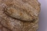 Equicalastrobus upper Eocene Western Sahara, rio del oro Region of Dakhla - Morocco