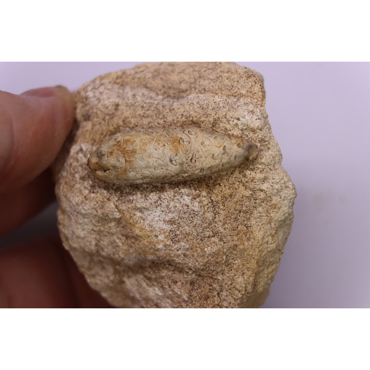 Equicalastrobus - Eocene superieur  Sahara occidental, rio del oro - Région de Dakhla - Maroc